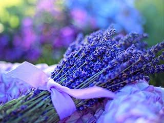 lavandula officinalis