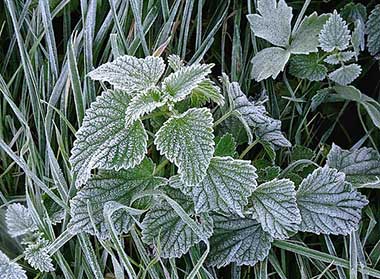 menta 5 per web