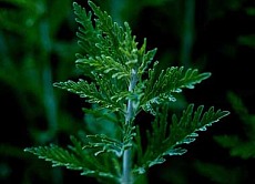 Artemisia